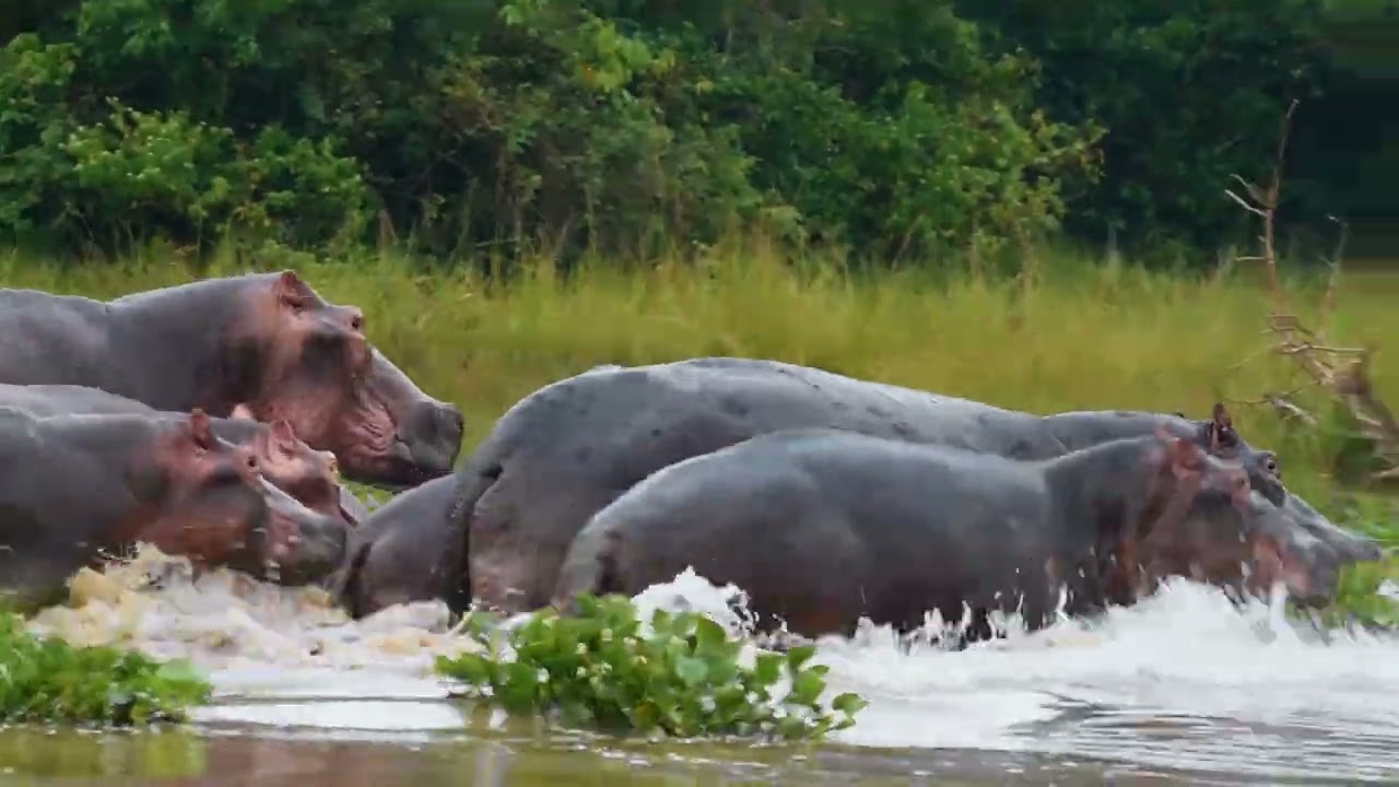 3 Days Fly-In Gorilla Tracking Tour